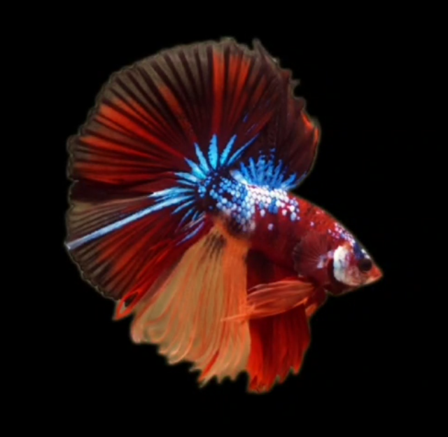 S095 Live Betta Fish Male High Grade Over Halfmoon Rosetail Skyhawk Fire Nemo Galaxy (MKP-503) What you see is what you get!