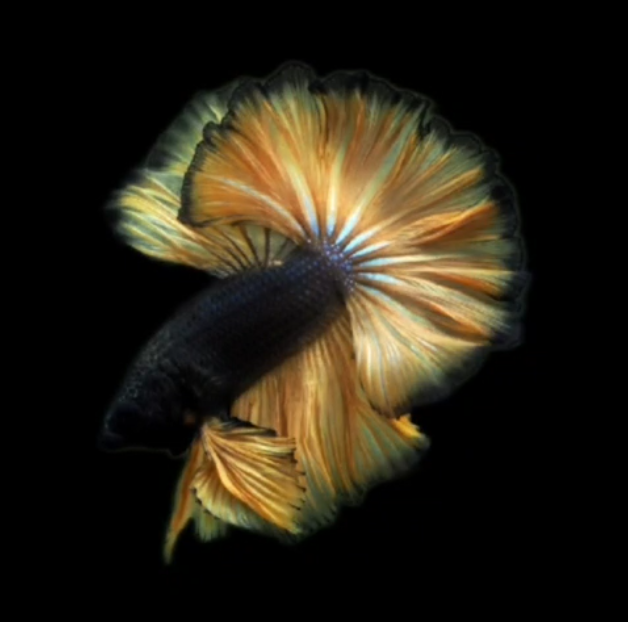 Live Betta Fish Male High Grade Over Halfmoon Rosetail Skyhawk Mustard Gas S215 (MKP-504) What you see is what you get!