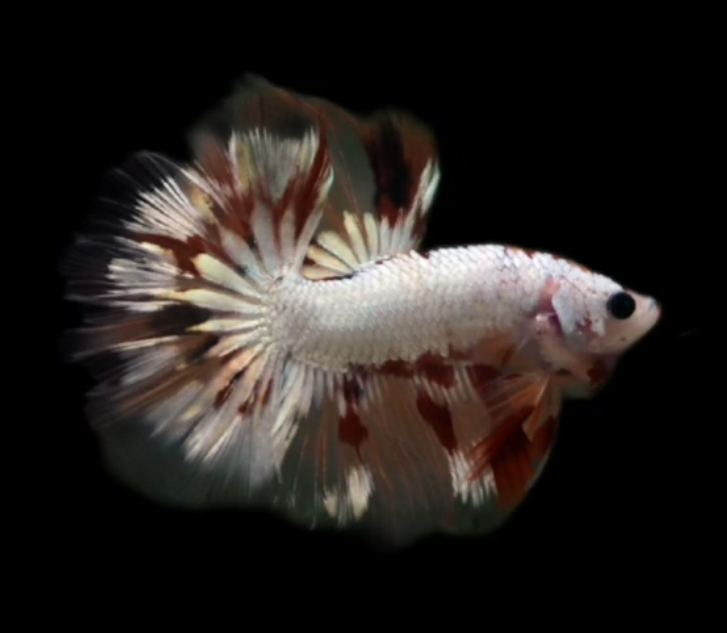 S203 Live Betta Fish Male High Grade Over Halfmoon Rosetail Skyhawk White Copper (MKP-507) What you see is what you get!