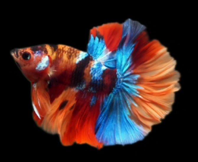 Live Betta Fish Male High Grade Over Halfmoon Rosetail Skyhawk Nemo Galaxy Fancy (MKP-510) What you see is what you get!