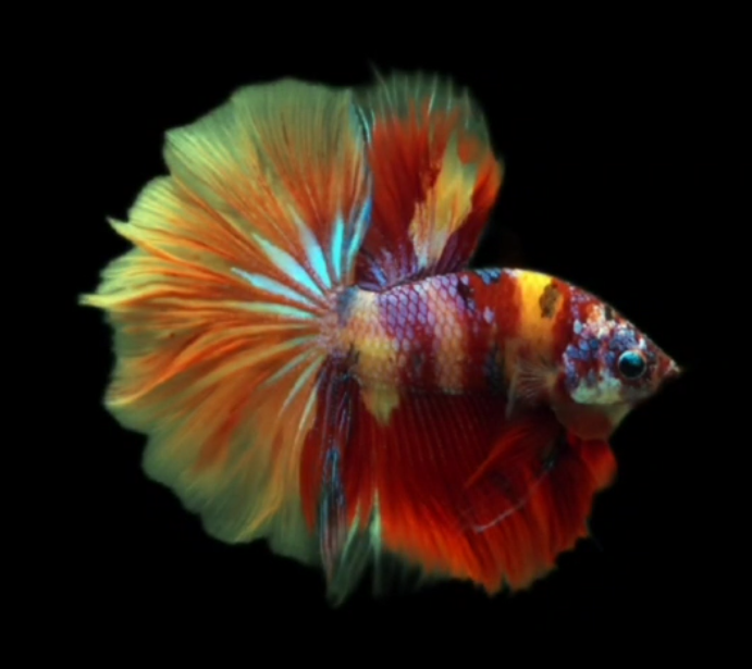 Live Betta Fish Male High Grade Over Halfmoon Rosetail Skyhawk Red Koi Galaxy (MKP-513) What you see is what you get!