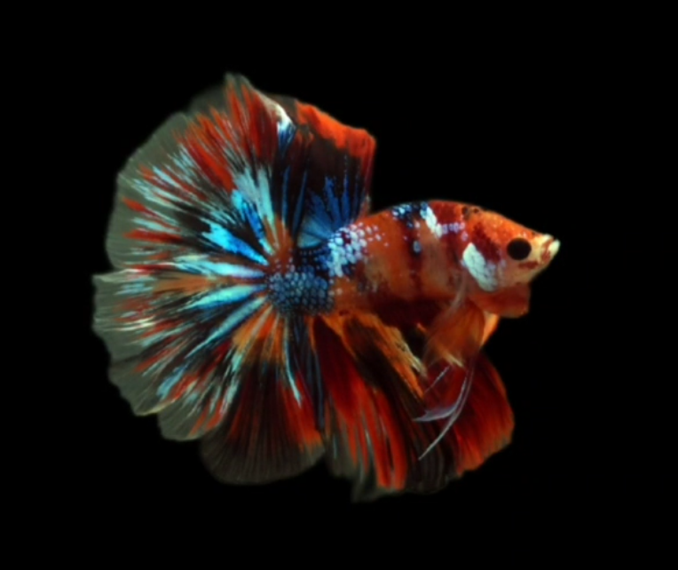 Live Betta Fish Male High Grade Over Halfmoon Fire Nemo Galaxy (MKP-515) What you see is what you get!