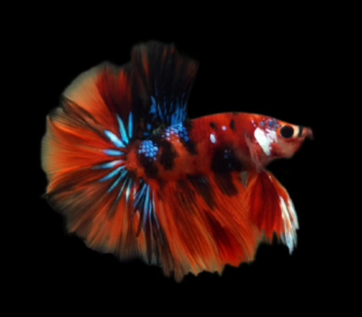 S029 Live Betta Fish Male High Grade Over Halfmoon Fire Nemo Galaxy (MKP-516) What you see is what you get!