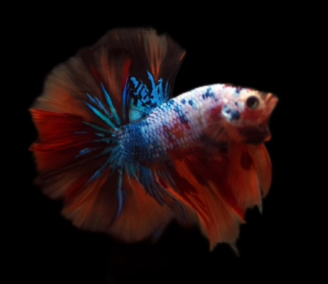 S051 Live Betta Fish Male High Grade Over Halfmoon Fancy Marble (MKP-517) What you see is what you get!