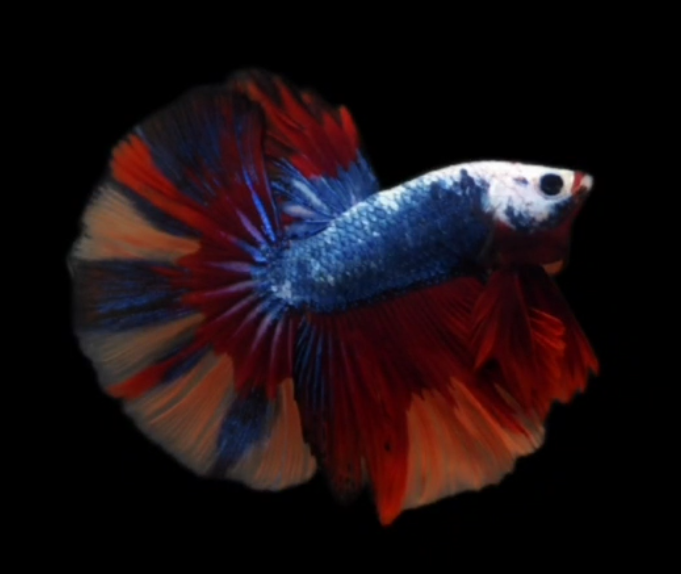 S048 Live Betta Fish Male High Grade Over Halfmoon Fancy Marble (MKP-518) What you see is what you get!