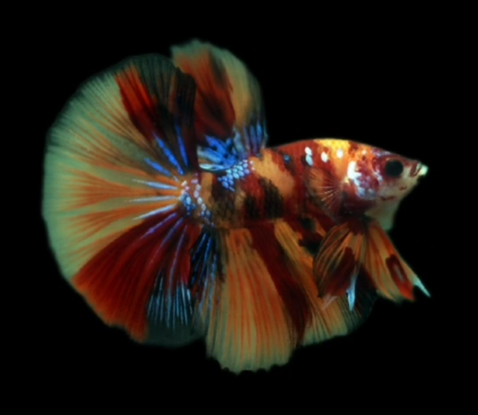S011 Live Betta Fish Male High Grade Over Halfmoon Nemo Galaxy (MKP-519) What you see is what you get!