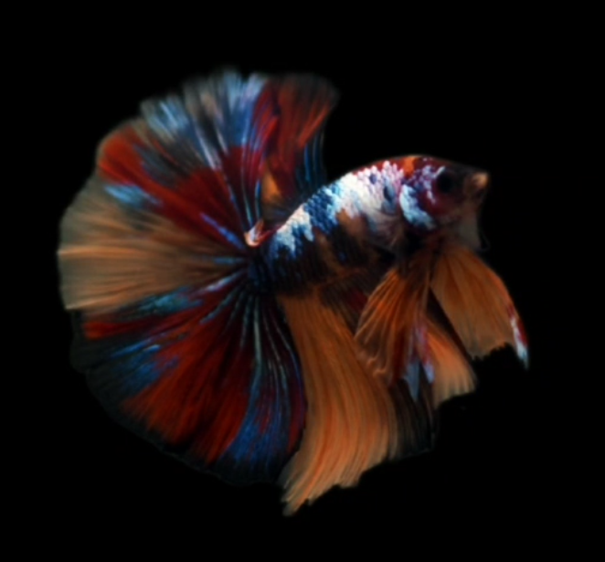 Live Betta Fish Male High Grade Over Halfmoon Nemo Galaxy Fancy (MKP-520) What you see is what you get!