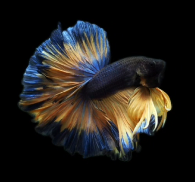 S007 Live Betta Fish Male High Grade Over Halfmoon Mustard Gas (MKP-521) What you see is what you get!