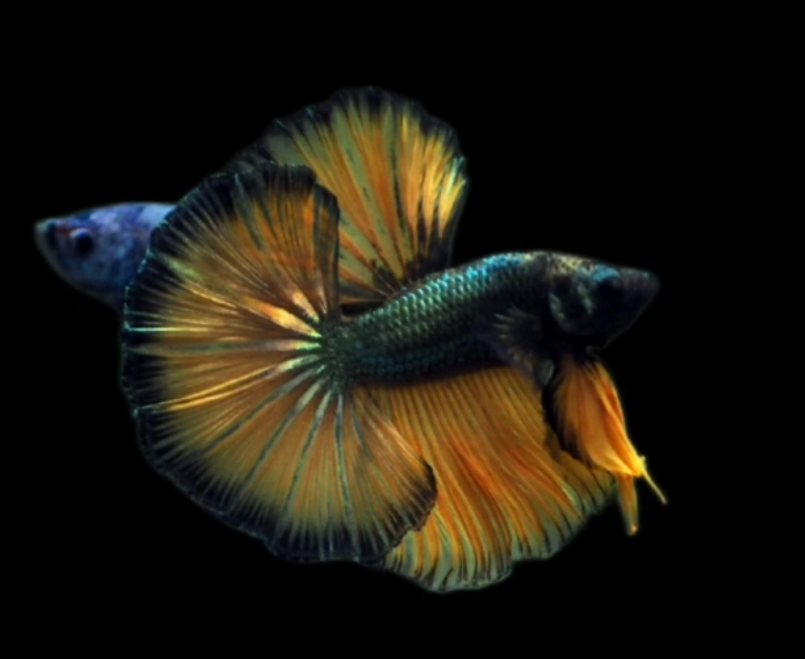 Live Betta Fish Male High Grade Over Halfmoon Mustard Blue Green (MKP-524) What you see is what you get!