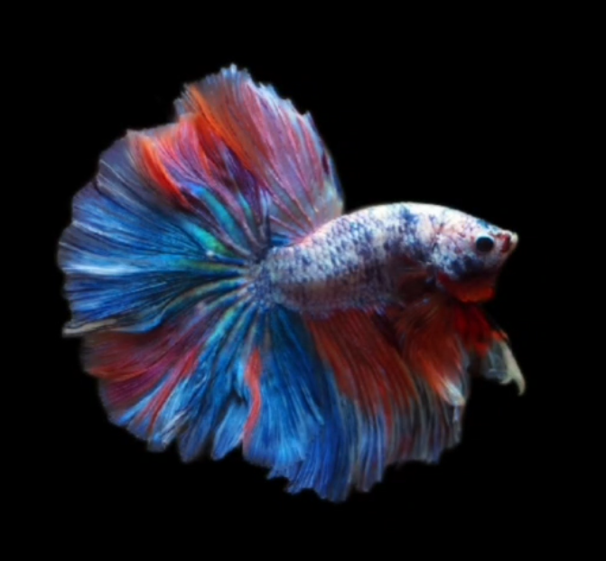 S074 Live Betta Fish Male High Grade Over Halfmoon Fancy (MKP-525) What you see is what you get!