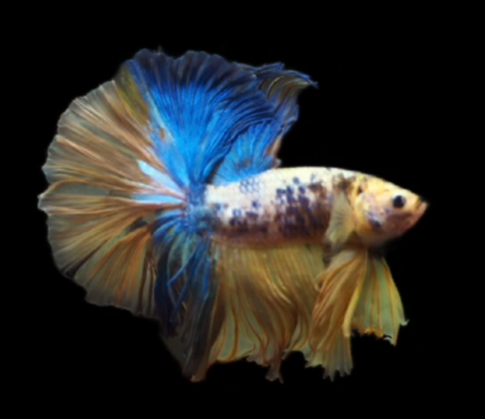 S081 Live Betta Fish Male High Grade Over Halfmoon Yellow Fancy (MKP-526) What you see is what you get!
