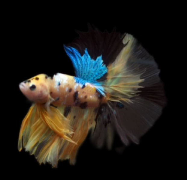 Live Betta Fish Male High Grade Over Halfmoon Yellow Fancy (MKP-527) What you see is what you get!