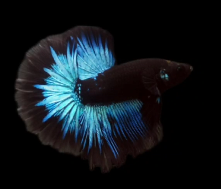 Live Betta Fish Male High Grade Over Halfmoon Black Blue Neon (MKP-528) What you see is what you get!