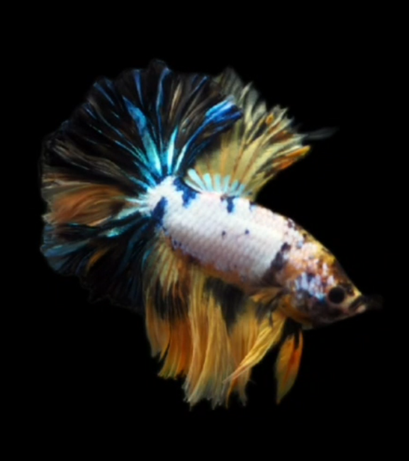 S015 Live Betta Fish Male High Grade Over Halfmoon Yellow Fancy (MKP-529) What you see is what you get!