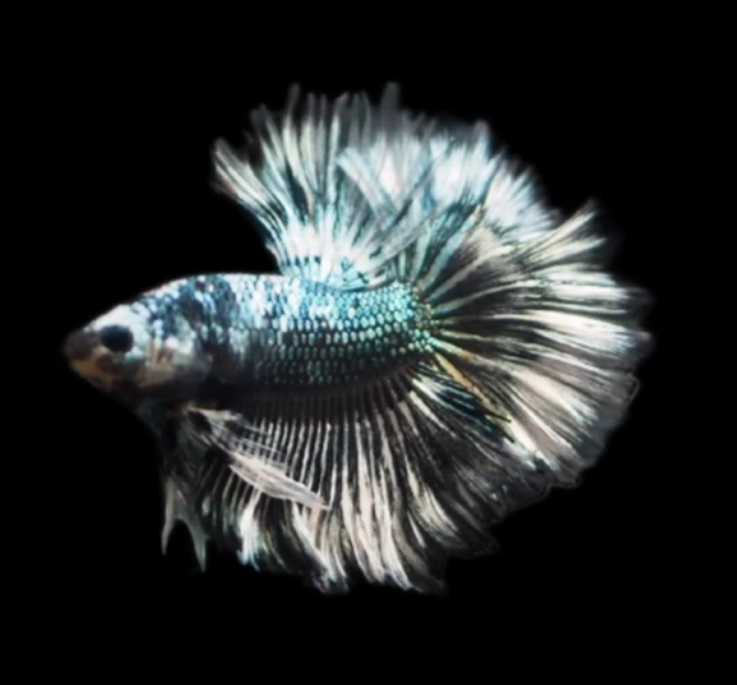 Live Betta Fish Male High Grade Over Halfmoon Black White Copper S006 (MKP-530) What you see is what you get!