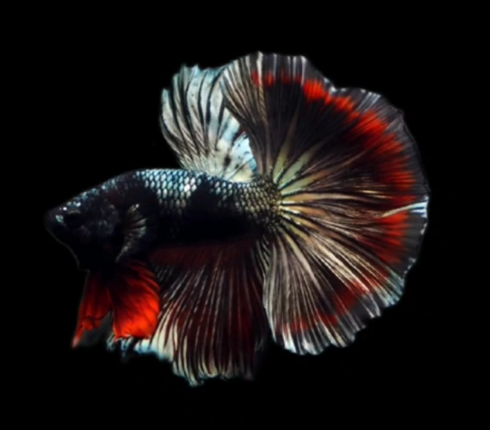 S026 Live Betta Fish Male High Grade Over Halfmoon Black Copper (MKP-531) What you see is what you get!
