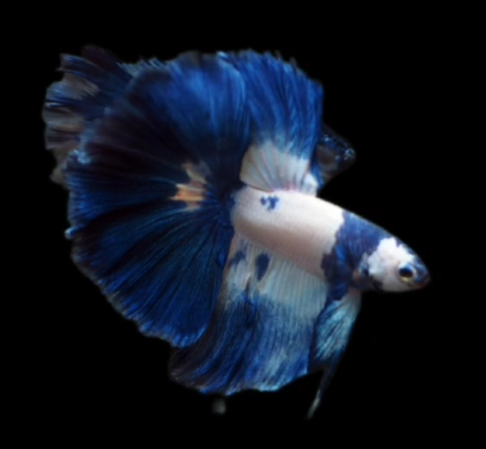Live Betta Fish Male High Grade Over Halfmoon Blue Fancy Marble (MKP-532) What you see is what you get!