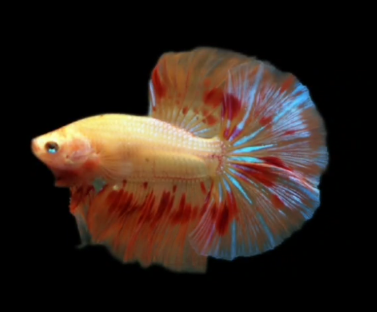 Live Betta Fish Male High Grade Over Halfmoon Dalmatian S001 (MKP-533) What you see is what you get!
