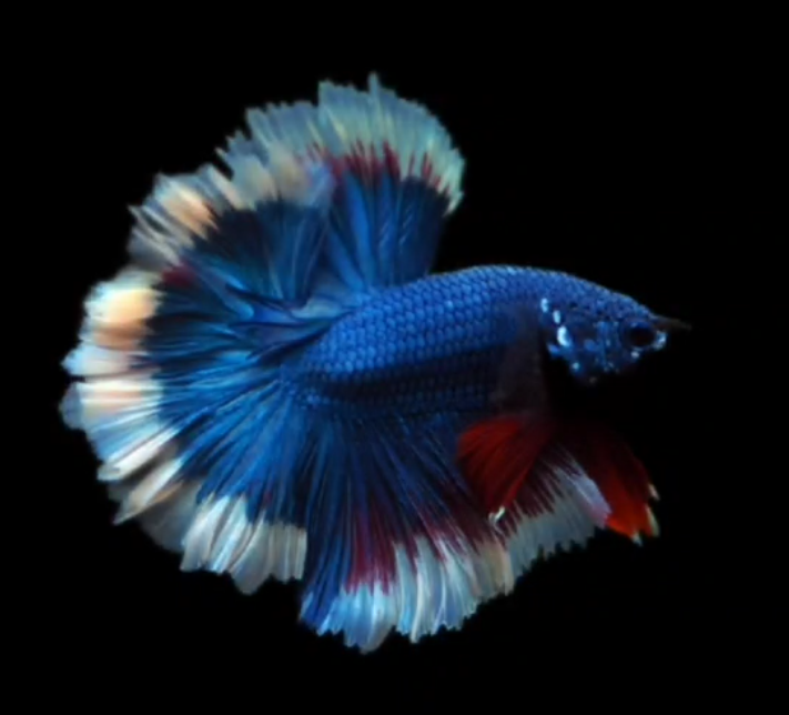 Live Betta Fish Male High Grade Over Halfmoon Mustard Blue S010 (MKP-534) What you see is what you get!