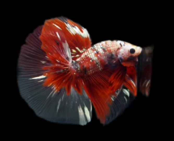 S003 Live Betta Fish Male High Grade Over Halfmoon Rosetail Skyhawk Red Koi Galaxy S003 (MKP-535) What you see is what you get!