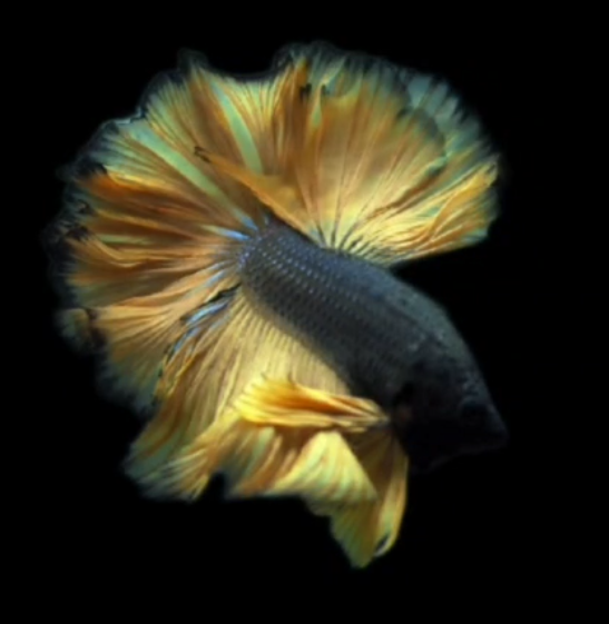 S009 Live Betta Fish Male High Grade Over Halfmoon Rosetail Skyhawk Mustard Black Yellow S009 (MKP-536) What you see is what you get!