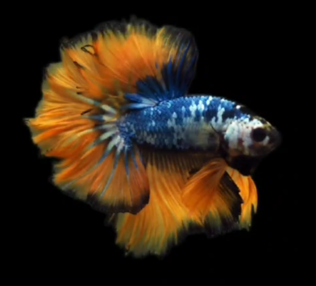Live Betta Fish Male High Grade Over Halfmoon Rosetail Skyhawk Fancy Marble S049 (MKP-537) What you see is what you get!