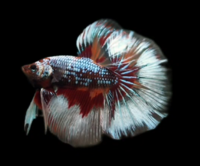 S027 Live Betta Fish Male High Grade Over Halfmoon Rosetail Skyhawk Red Copper (MKP-538) What you see is what you get!