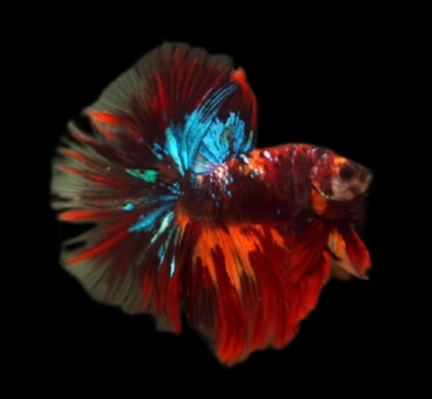 S082 Live Betta Fish Male High Grade Over Halfmoon Rosetail Skyhawk Black Nemo Galaxy S082 (MKP-539) What you see is what you get!
