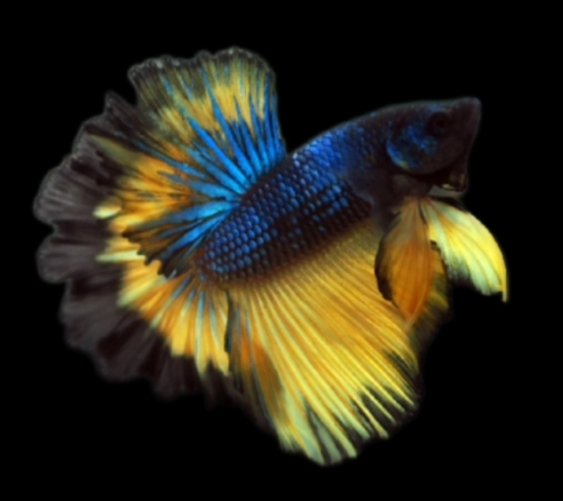 S076 Live Betta Fish Male High Grade Over Halfmoon Rosetail Skyhawk Mustard Black Yellow (MKP-540) What you see is what you get!