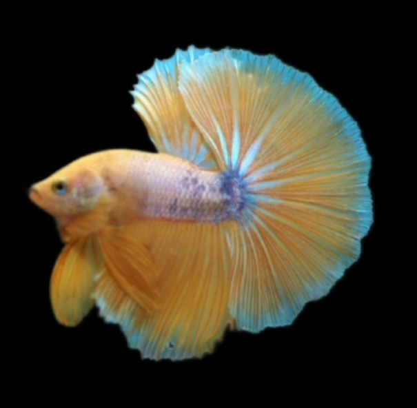 S019 Live Betta Fish Male High Grade Over Halfmoon Rosetail Skyhawk Yellow Marble (MKP-541) What you see is what you get!