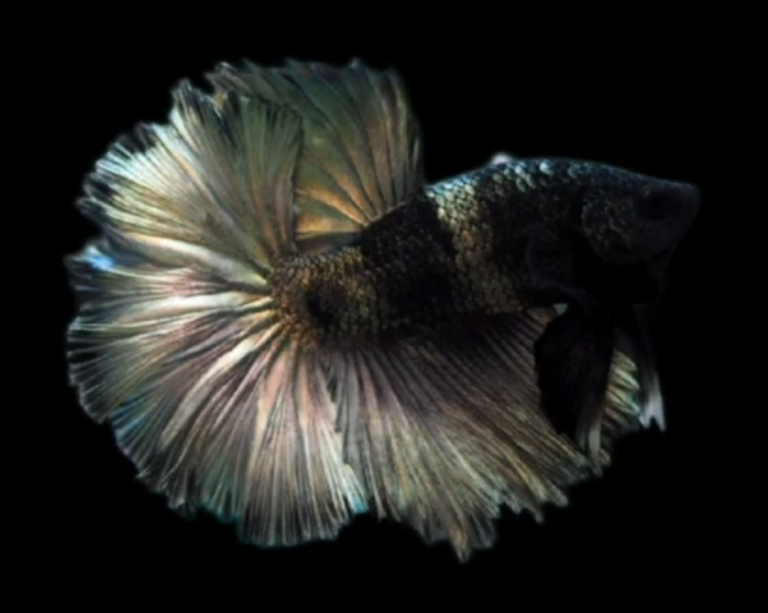 S088 Live Betta Fish Male High Grade Over Halfmoon Rosetail Skyhawk Black Copper S088 (MKP-542) What you see is what you get!