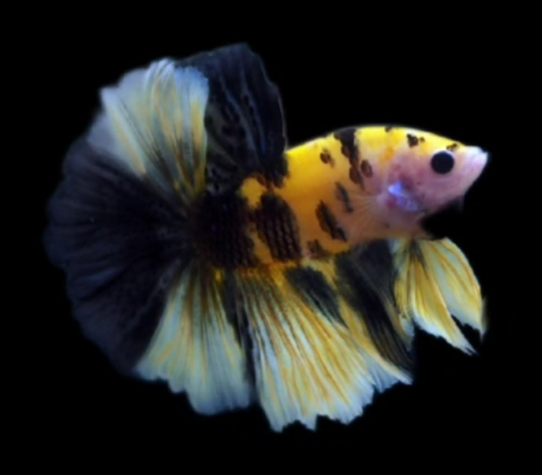 S013 Live Betta Fish Male High Grade Over Halfmoon Rosetail Skyhawk Yellow Tiger S013 (MKP-543) What you see is what you get!