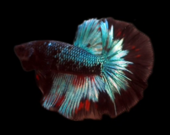 Live Betta Fish Male High Grade Over Halfmoon Rosetail Skyhawk Black Blue Neon S002 (MKP-544) What you see is what you get!