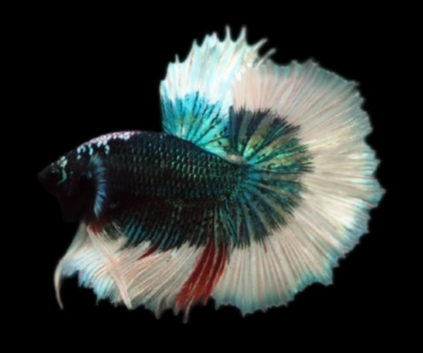 S016 Live Betta Fish Male High Grade Over Halfmoon Rosetail Skyhawk Mustard Black (MKP-545) What you see is what you get!
