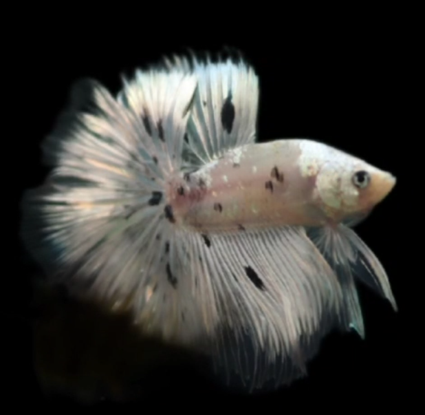 S066 Live Betta Fish Male High Grade Over Halfmoon Rosetail Skyhawk Silver White S066 (MKP-546) What you see is what you get!