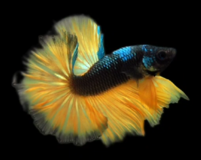 S056 Live Betta Fish Male High Grade Over Halfmoon Rosetail Skyhawk Mustard Gas (MKP-547) What you see is what you get!