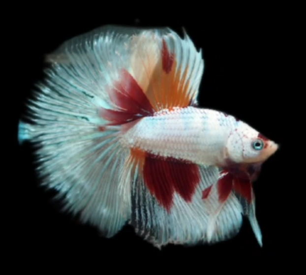 Live Betta Fish Male High Grade Over Halfmoon Rosetail Skyhawk White Copper S077 (MKP-548) What you see is what you get!