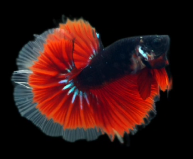 S025 Live Betta Fish Male High Grade Over Halfmoon Rosetail Skyhawk Black Galaxy Red Devil (MKP-549) What you see is what you get!