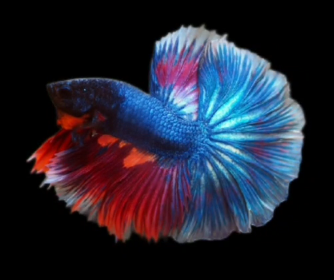 S063 Live Betta Fish Male High Grade Over Halfmoon Rosetail Skyhawk ฺBlue Fancy (MKP-551) What you see is what you get!