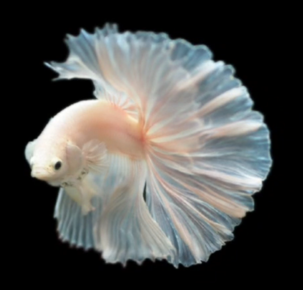 S086 Live Betta Fish Male High Grade Over Halfmoon Rosetail Skyhawk Dumbo Ear (MKP-552) What you see is what you get!