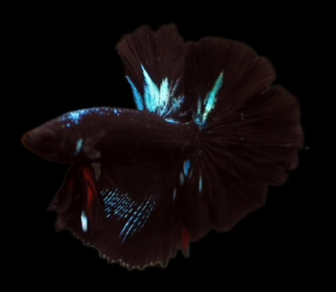 S085 Live Betta Fish Male High Grade Over Halfmoon Rosetail Skyhawk Black Blue Neon (MKP-554) What you see is what you get!