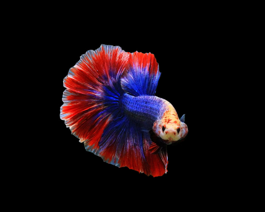 muscot and flag pattern male betta halfmoon