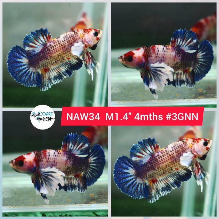 Live Betta Fish Male Plakat High Grade Koi Galaxy (NAW-034) What you see is what you get!