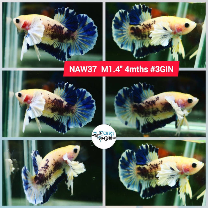 Live Betta Fish Male Plakat High Grade Big Dumbo Koi Fancy (NAW-037) What you see is what you get!