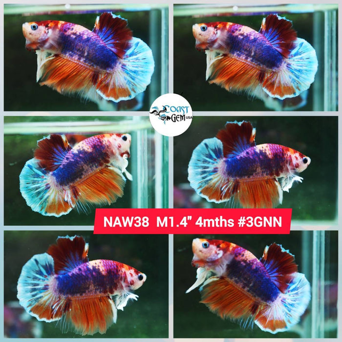 Live Betta Fish Male Plakat High Grade Big Dumbo Koi Fancy (NAW-038) What you see is what you get!