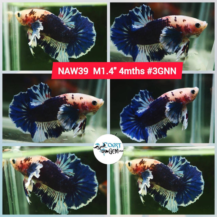 Live Betta Fish Male Plakat High Grade Big Dumbo Koi Fancy (NAW-039) What you see is what you get!