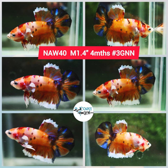 Live Betta Fish Male Plakat High Grade Big Dumbo Koi Fancy (NAW-040) What you see is what you get!