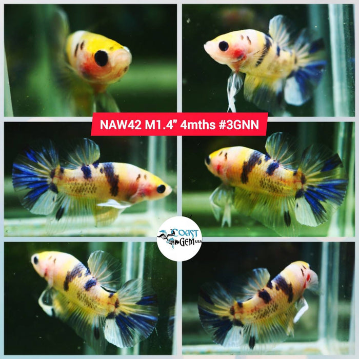 Live Betta Fish Male Plakat High Grade Koi Fancy (NAW-042) What you see is what you get!