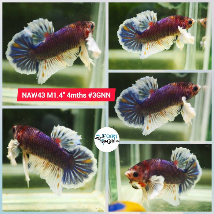 Live Betta Fish Male Plakat High Grade Big Dumbo Koi Fancy (NAW-043) What you see is what you get!