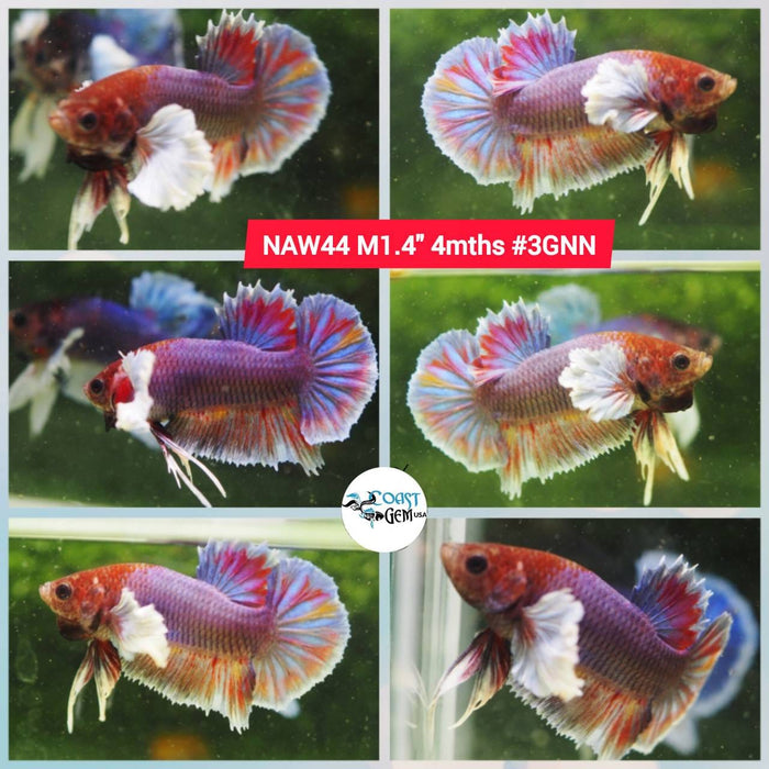 Live Betta Fish Male Plakat High Grade Big Dumbo Koi Fancy (NAW-044) What you see is what you get!